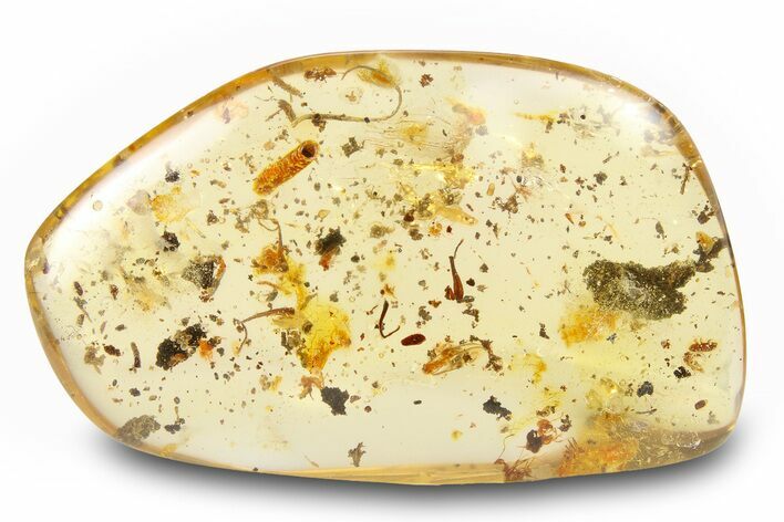 Polished Colombian Copal ( g) - Contains Insects & Flora! #263901